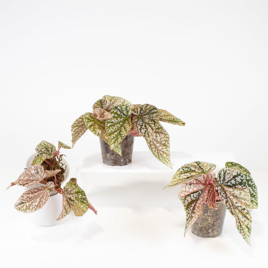 Begonia 'Snow Capped' Variegated *Growers Choice*