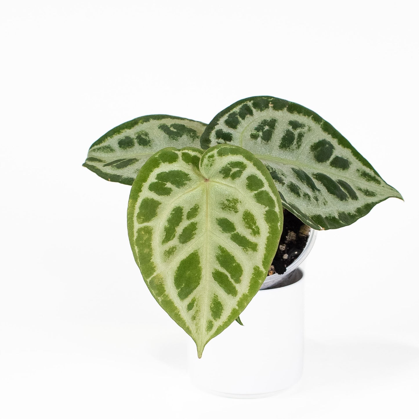 Anthurium SKG Silver *Growers Choice*