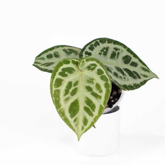 Anthurium SKG Silver *Growers Choice*