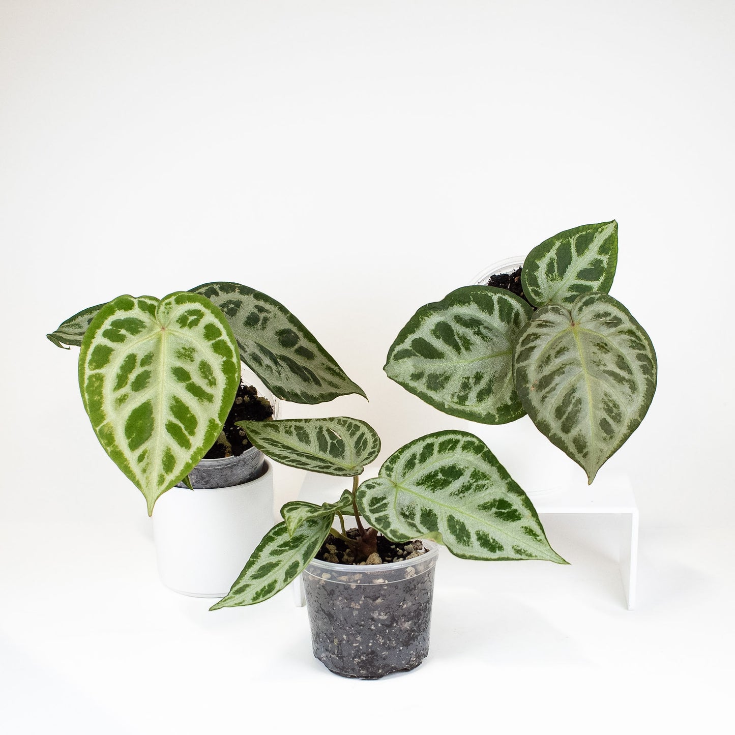 Anthurium SKG Silver *Growers Choice*