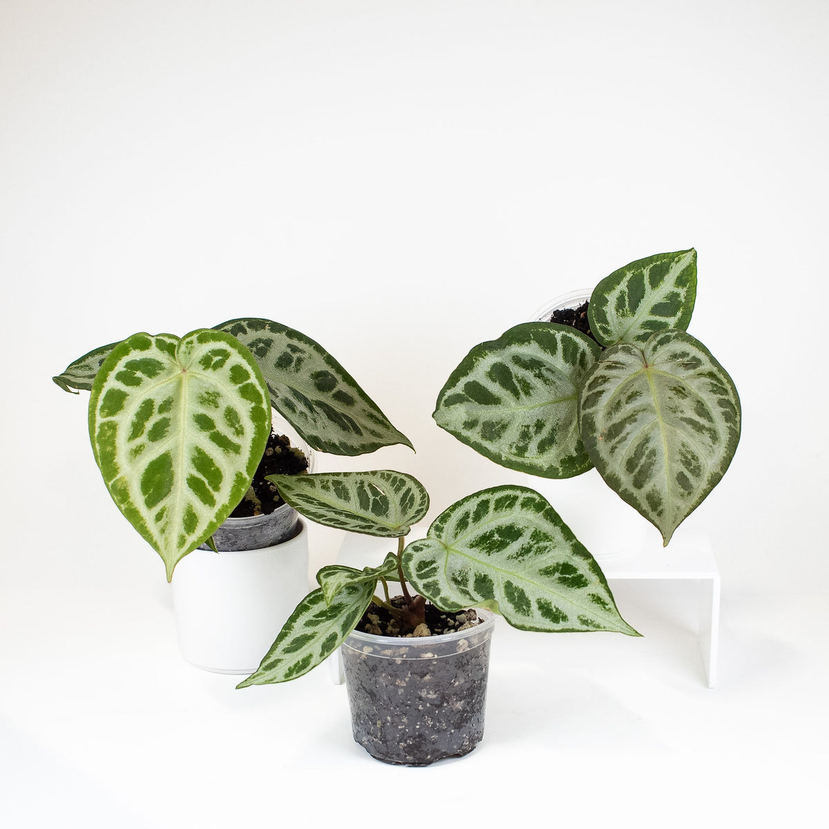 Anthurium SKG Silver *Growers Choice*