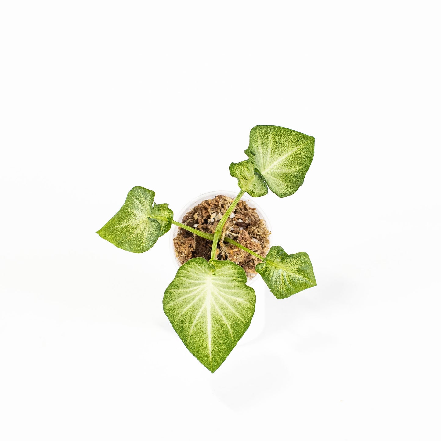 Caladium 'Mulan' (2800)