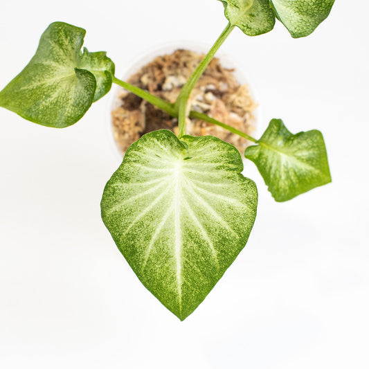 Caladium 'Mulan' (2800)