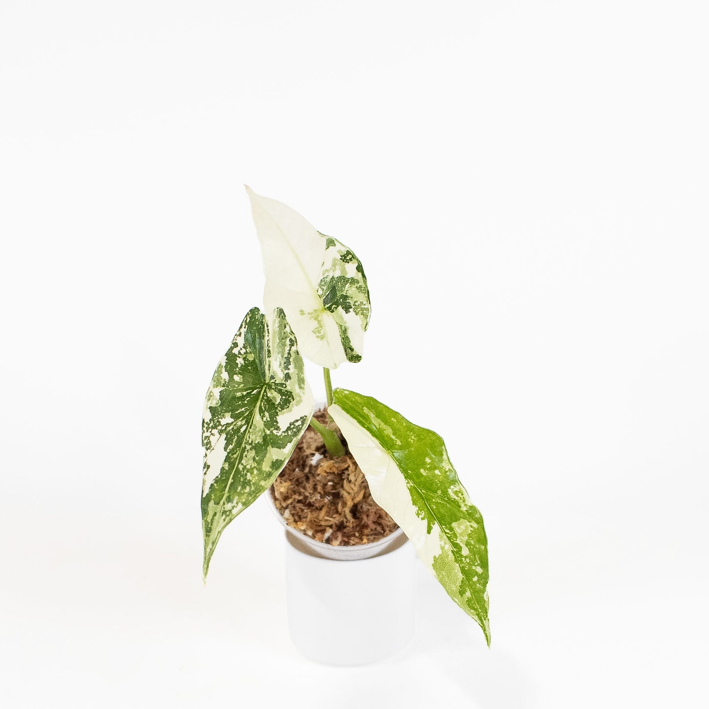 Alocasia 'Simpo' Albo Variegated (2803)