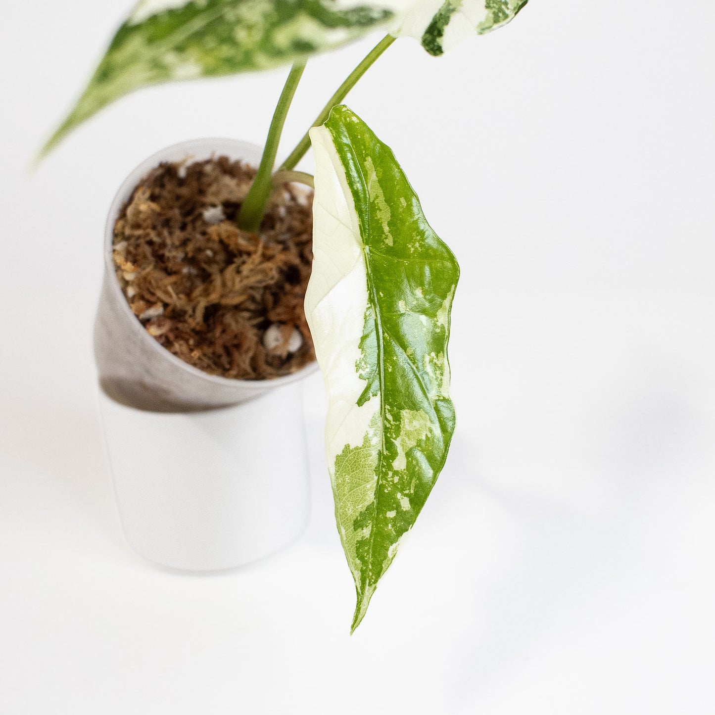 Alocasia 'Simpo' Albo Variegated (2803)