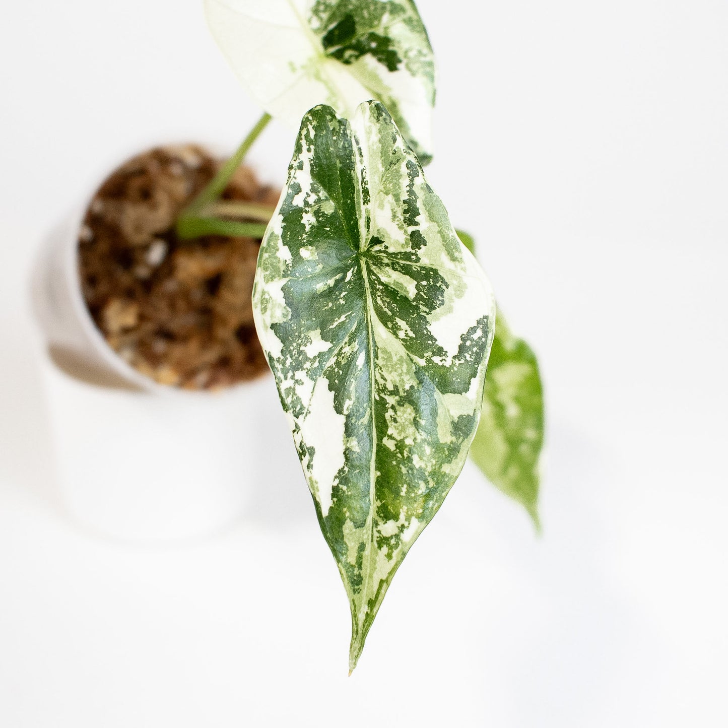 Alocasia 'Simpo' Albo Variegated (2803)