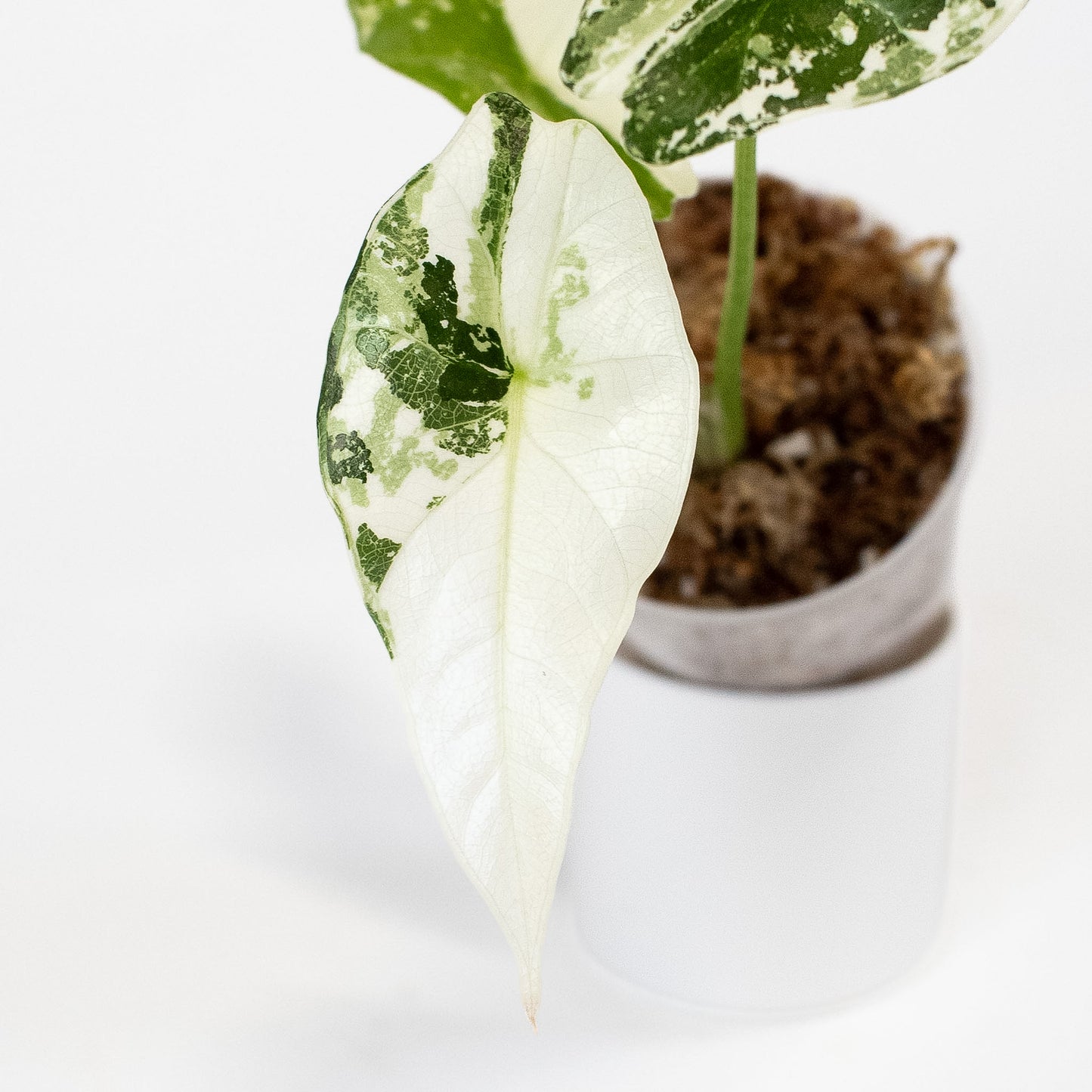 Alocasia 'Simpo' Albo Variegated (2803)