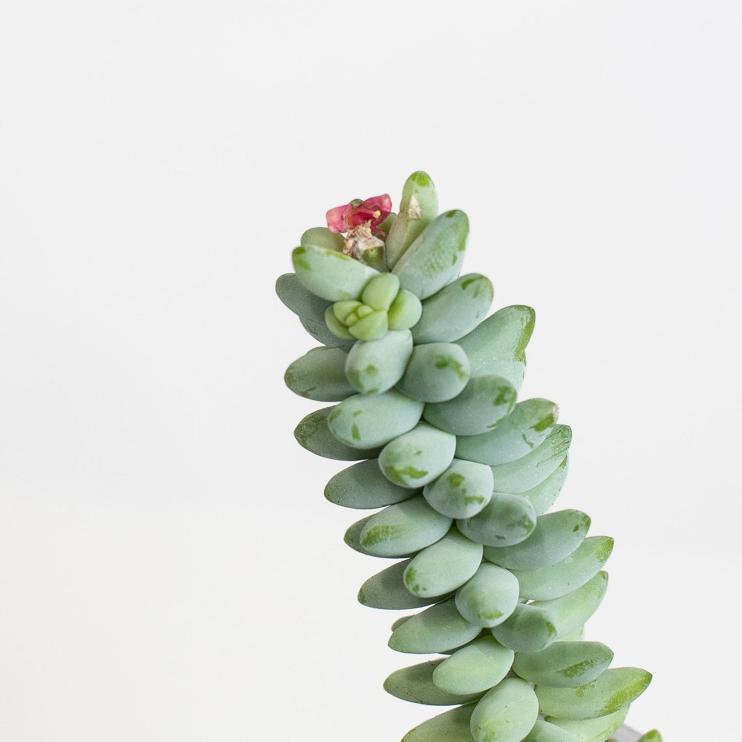 Sedum Morganianum 'Burros Tail' aka Donkey Tail (2802)