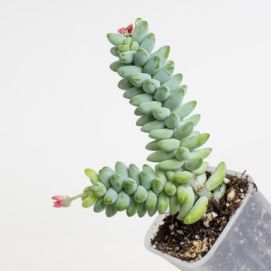 Sedum Morganianum 'Burros Tail' aka Donkey Tail (2802)