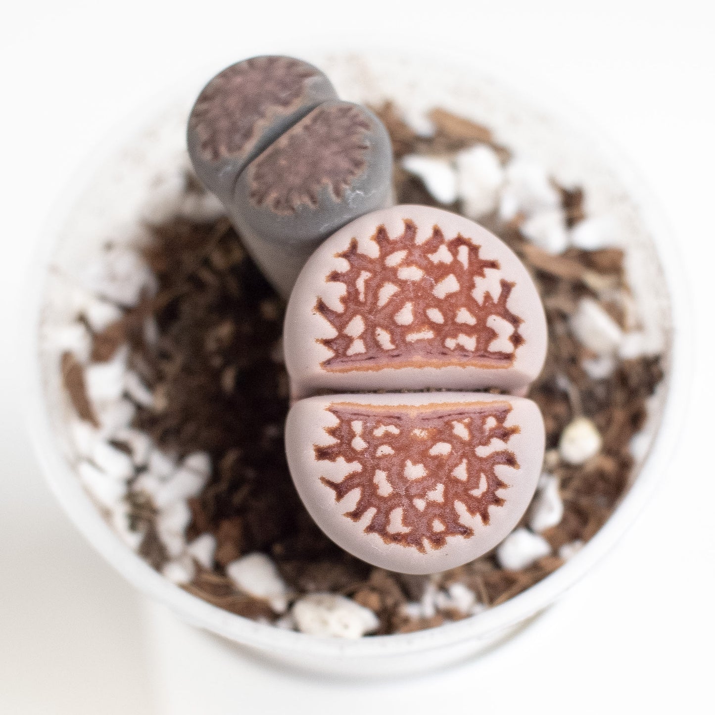 Lithops 'Living Stone' aka Butt Plant (2801)