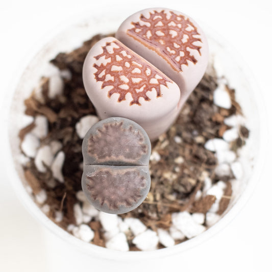 Lithops 'Living Stone' aka Butt Plant (2801)