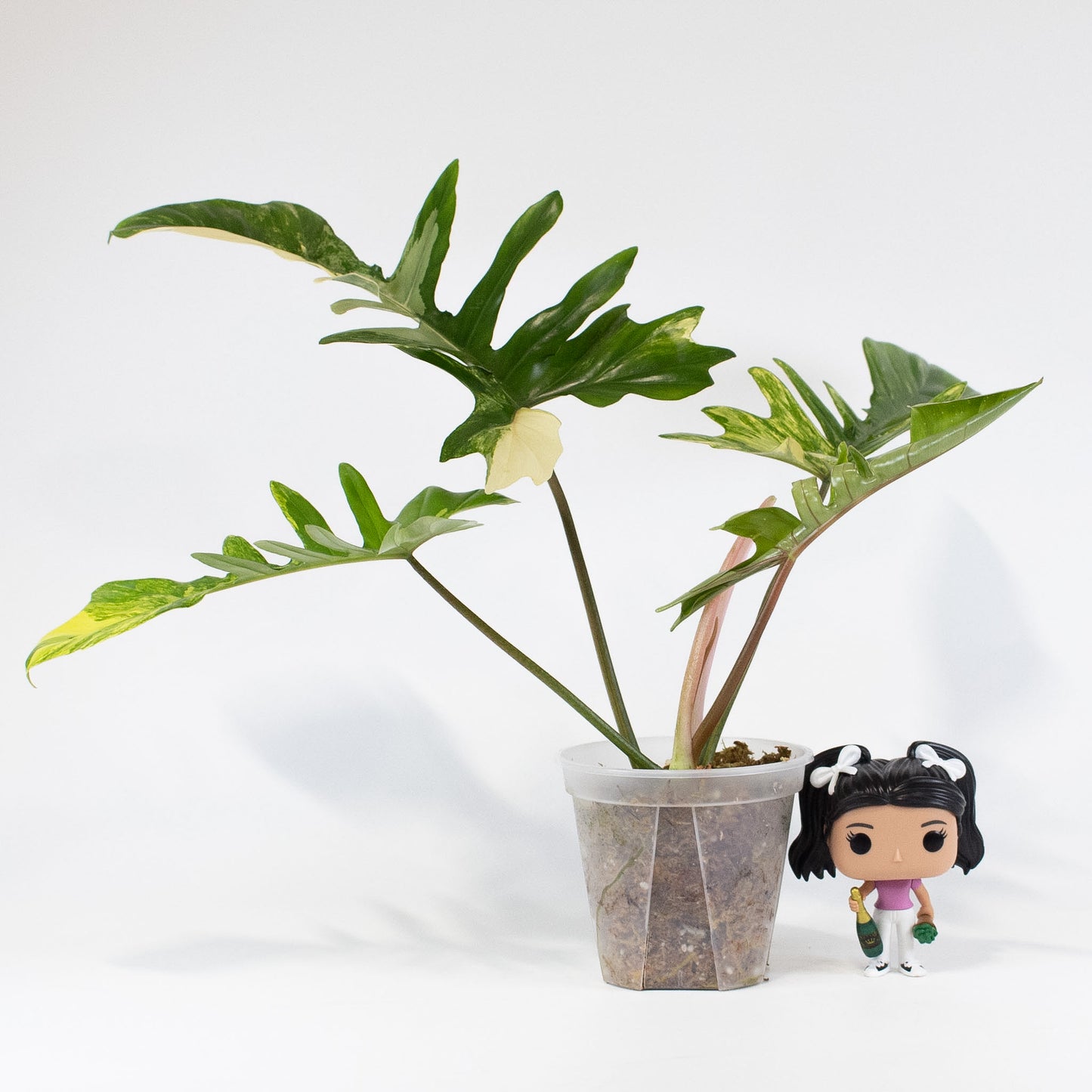Philodendron Florida Beauty x Mayoi Variegated (2804)