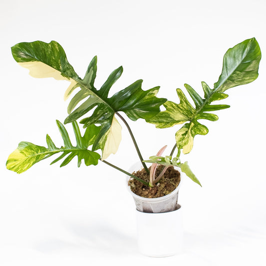 Philodendron Florida Beauty x Mayoi Variegated (2804)