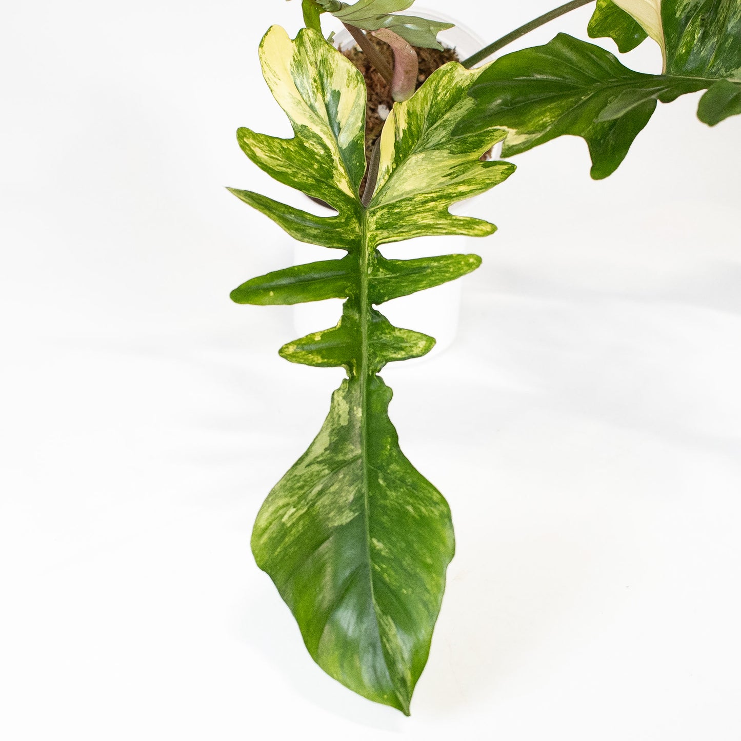Philodendron Florida Beauty x Mayoi Variegated (2804)