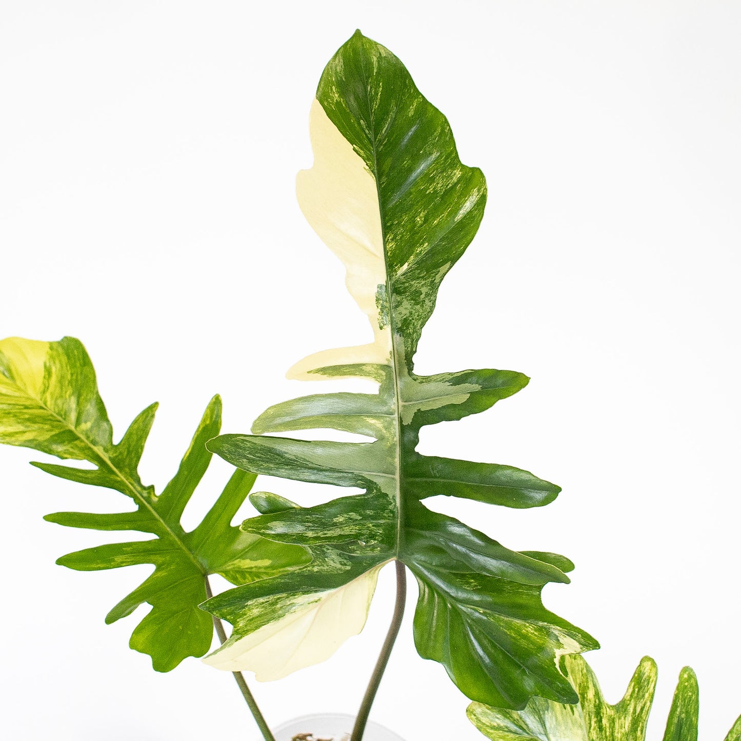 Philodendron Florida Beauty x Mayoi Variegated (2804)