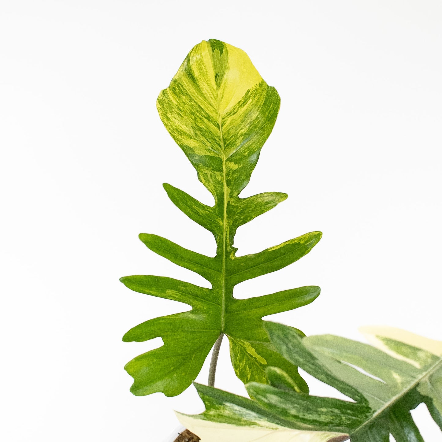 Philodendron Florida Beauty x Mayoi Variegated (2804)