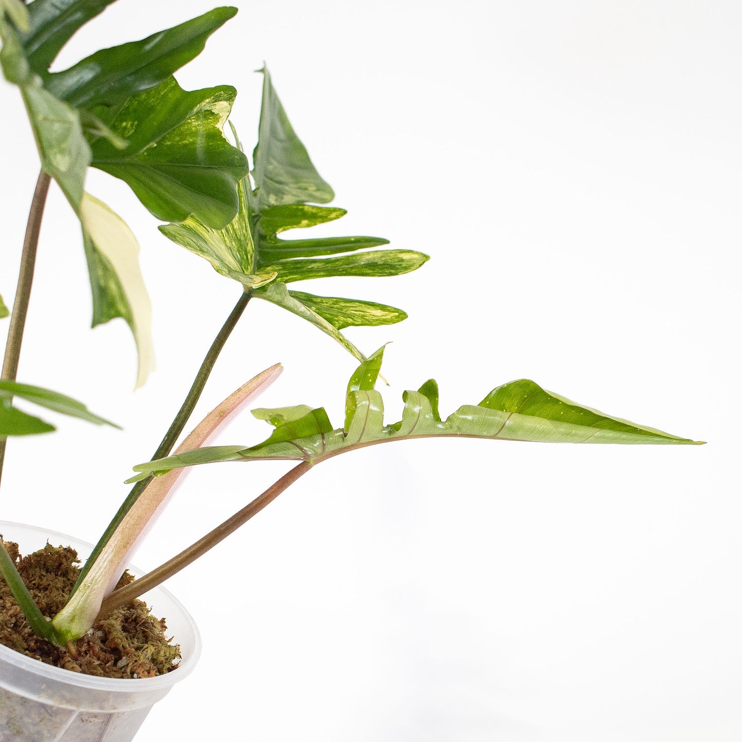 Philodendron Florida Beauty x Mayoi Variegated (2804)