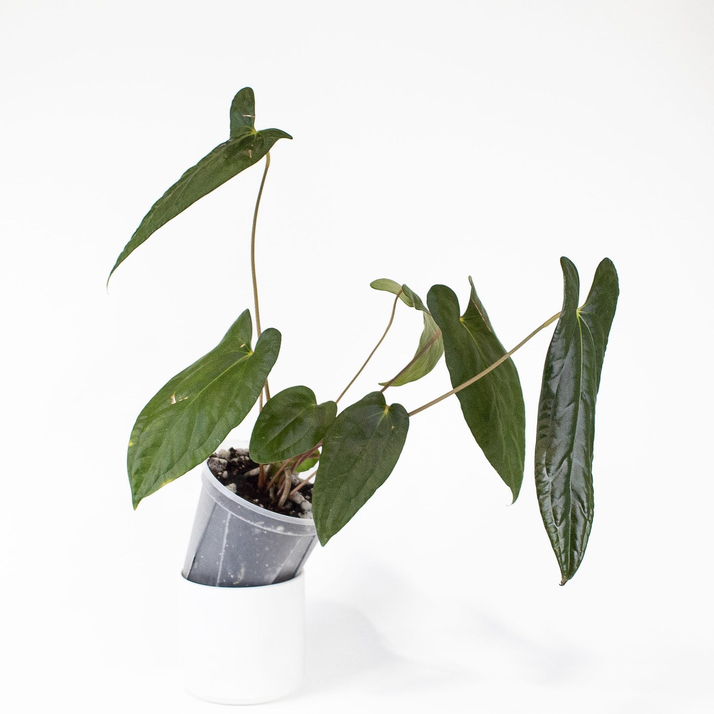 Anthurium Napo x Papillilaminum 'Ralph Lynam' (2805)