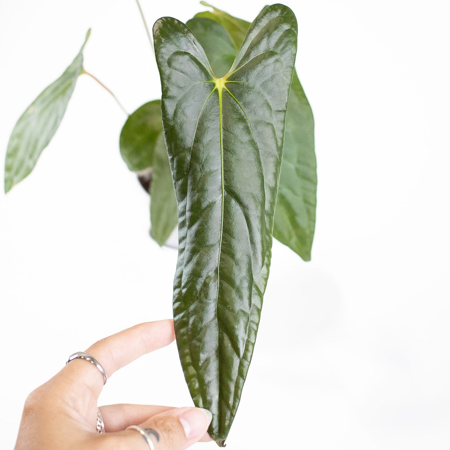 Anthurium Napo x Papillilaminum 'Ralph Lynam' (2805)