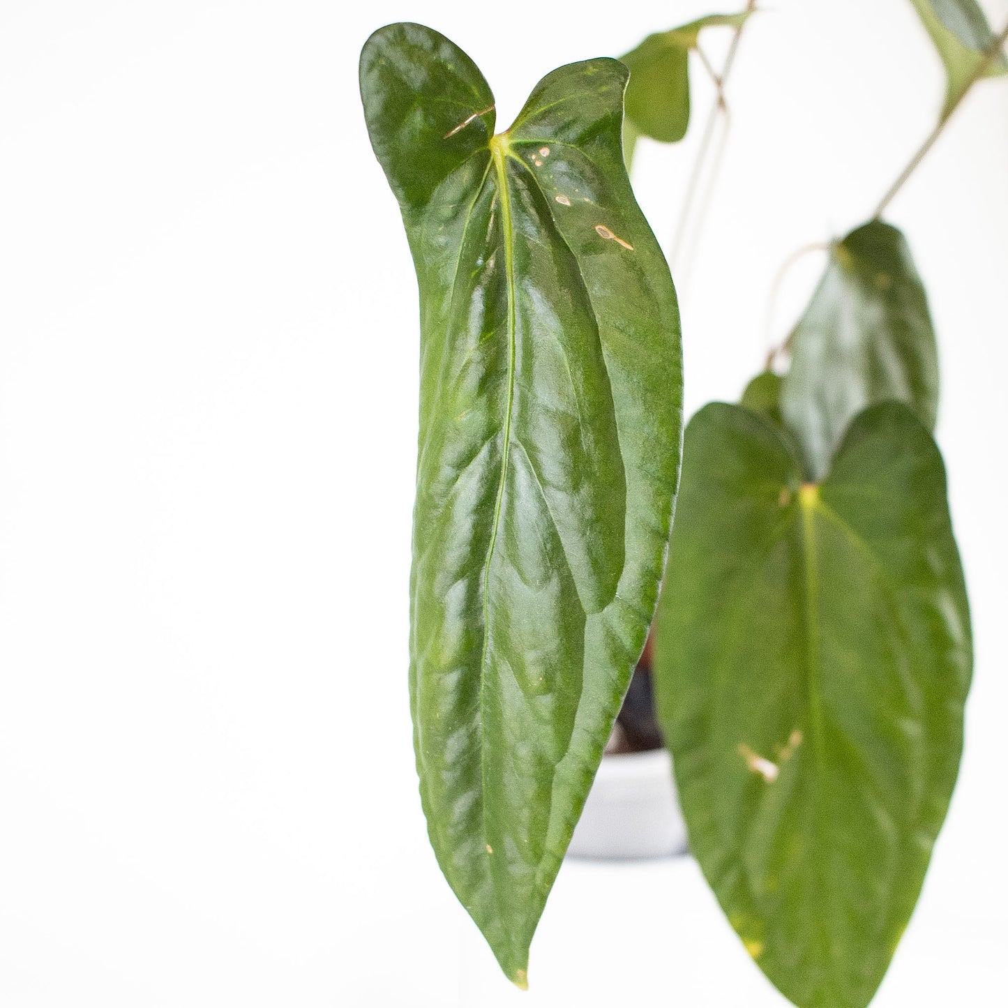 Anthurium Napo x Papillilaminum 'Ralph Lynam' (2805)