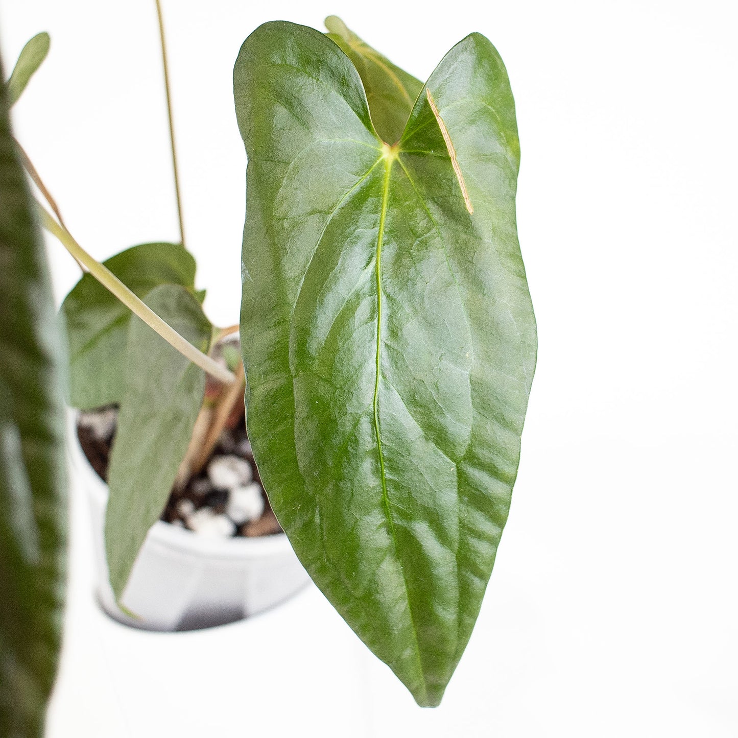 Anthurium Napo x Papillilaminum 'Ralph Lynam' (2805)