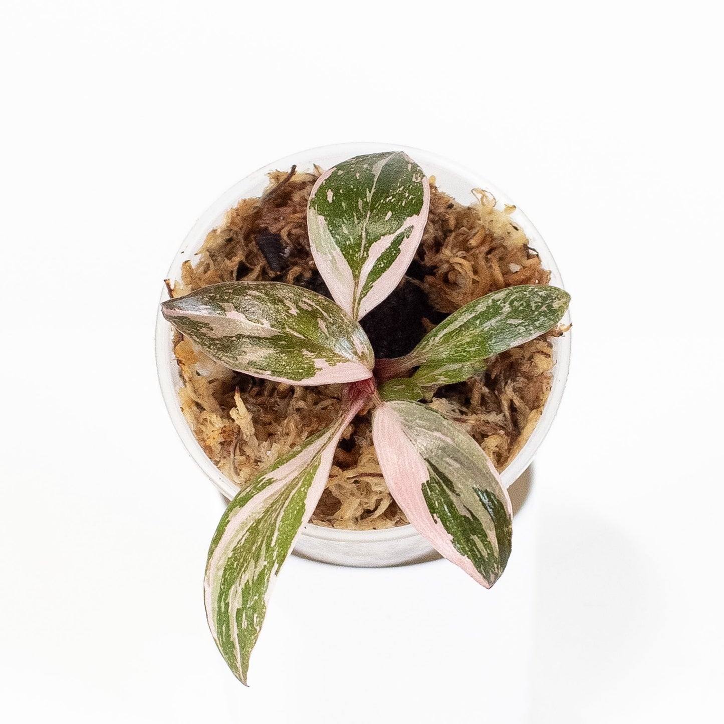 Philodendron 'Pink Princess' (2807)