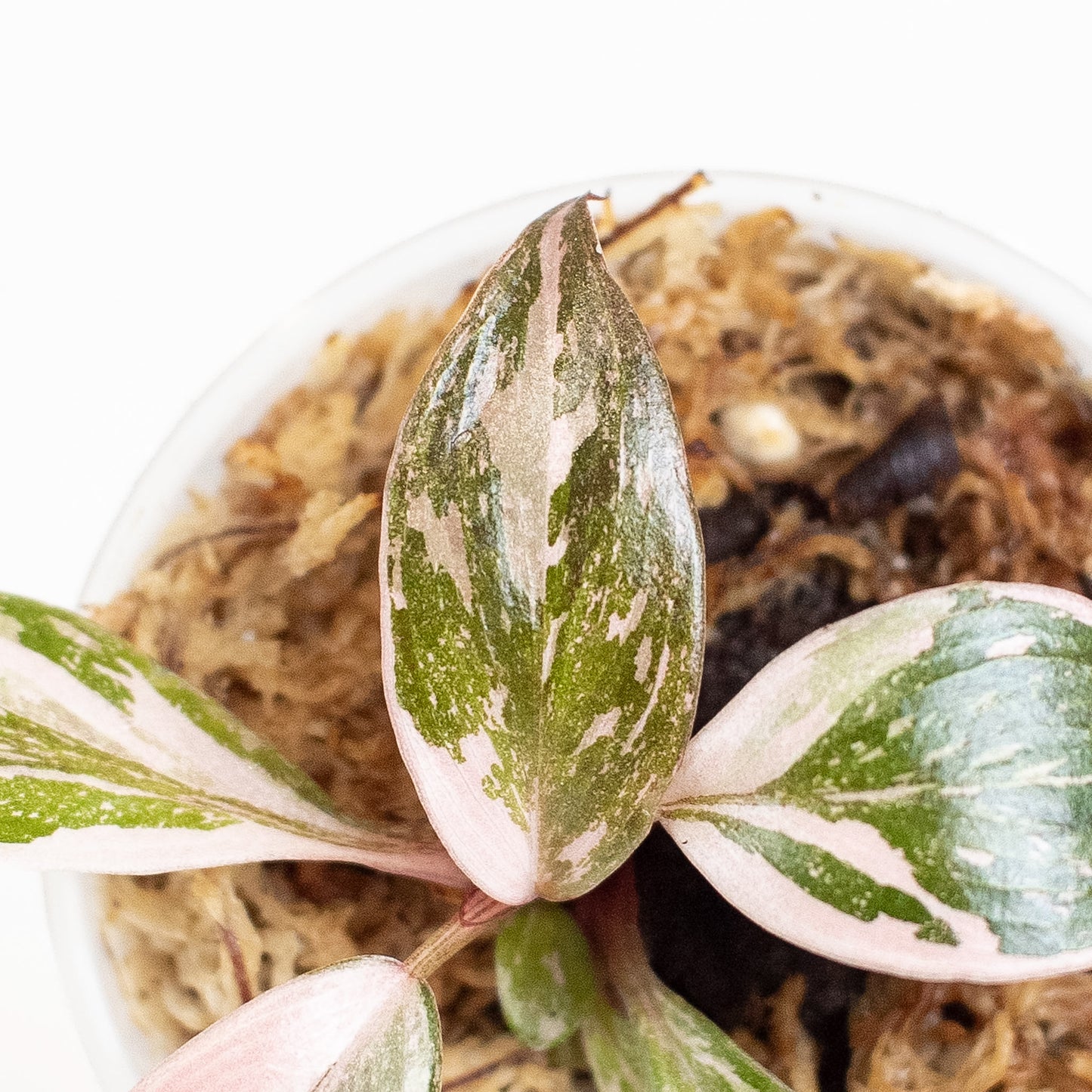 Philodendron 'Pink Princess' (2807)