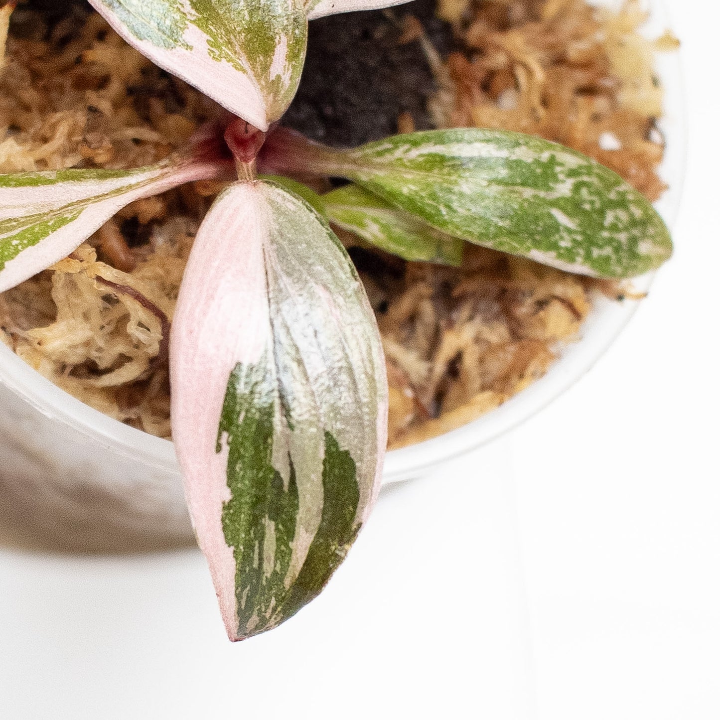 Philodendron 'Pink Princess' (2807)