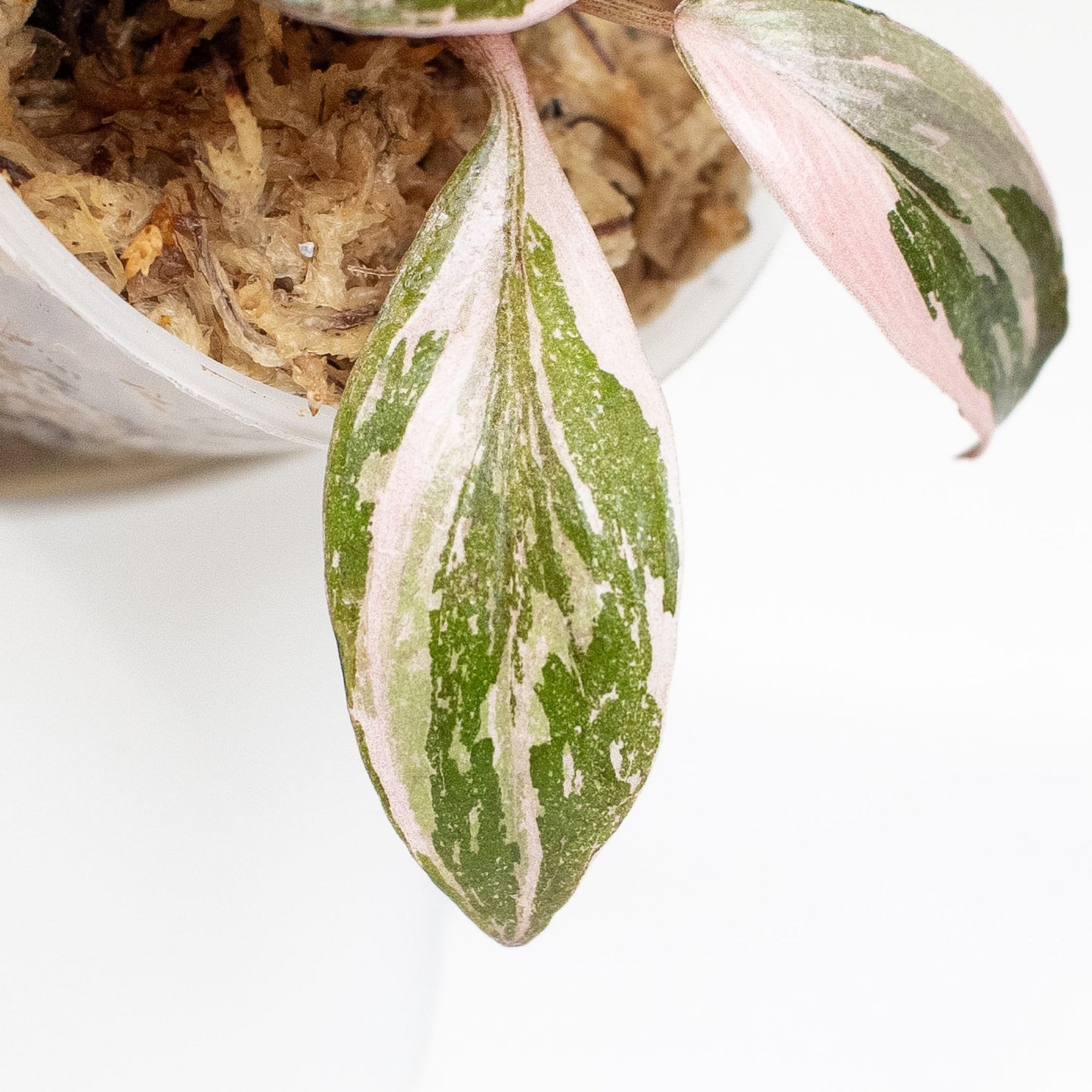 Philodendron 'Pink Princess' (2807)
