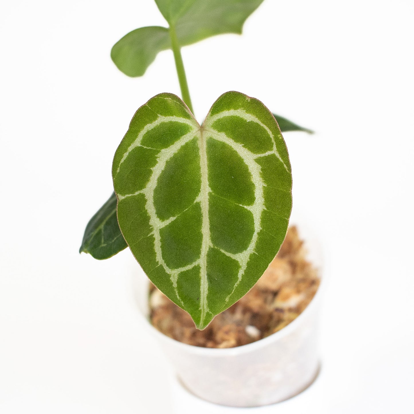 Anthurium (Carla) x (Red Crystallinum Dark Form) (2806)