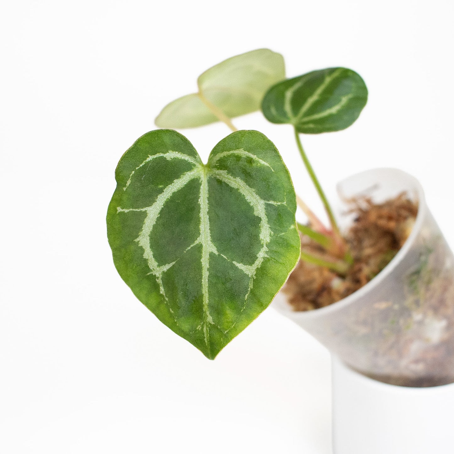 Anthurium (Carla) x (Red Crystallinum Dark Form) (2806)