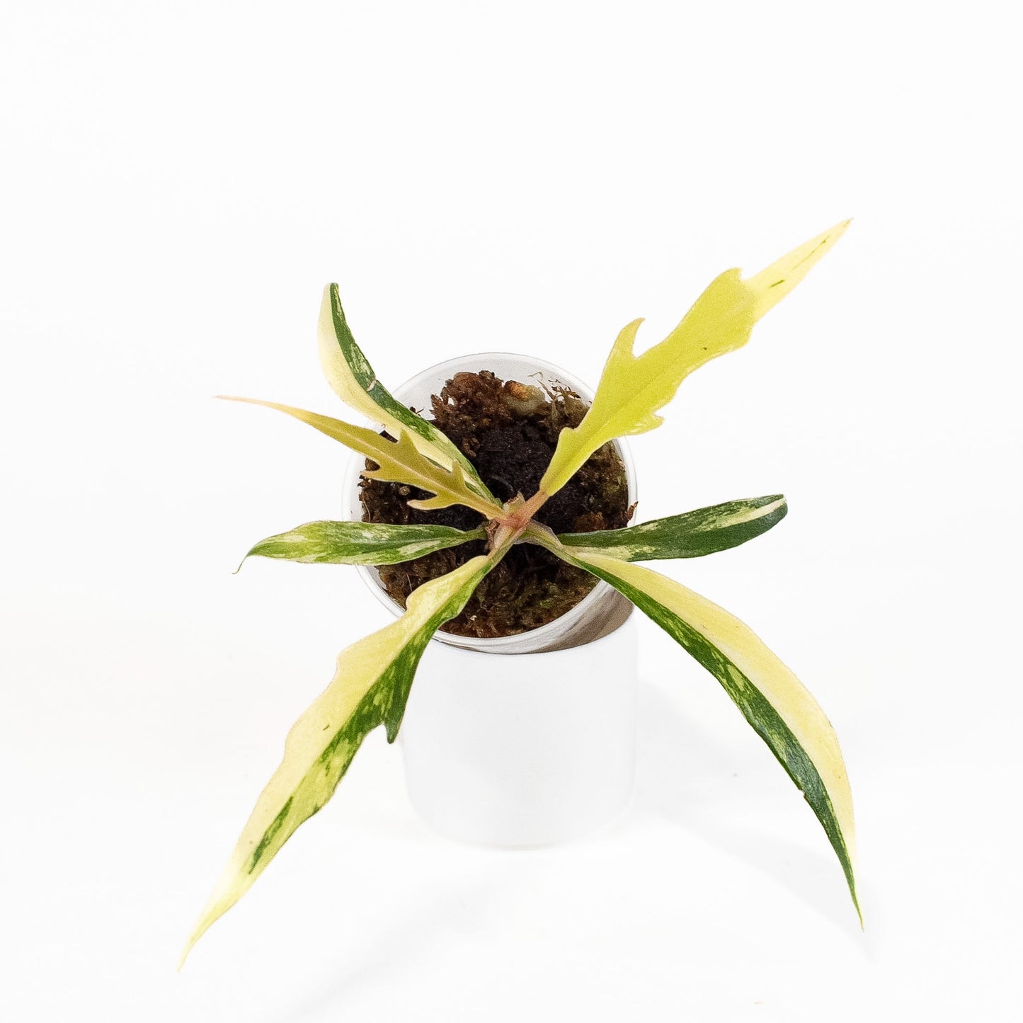 Philodendron Tortum Aurea Variegated (2808)
