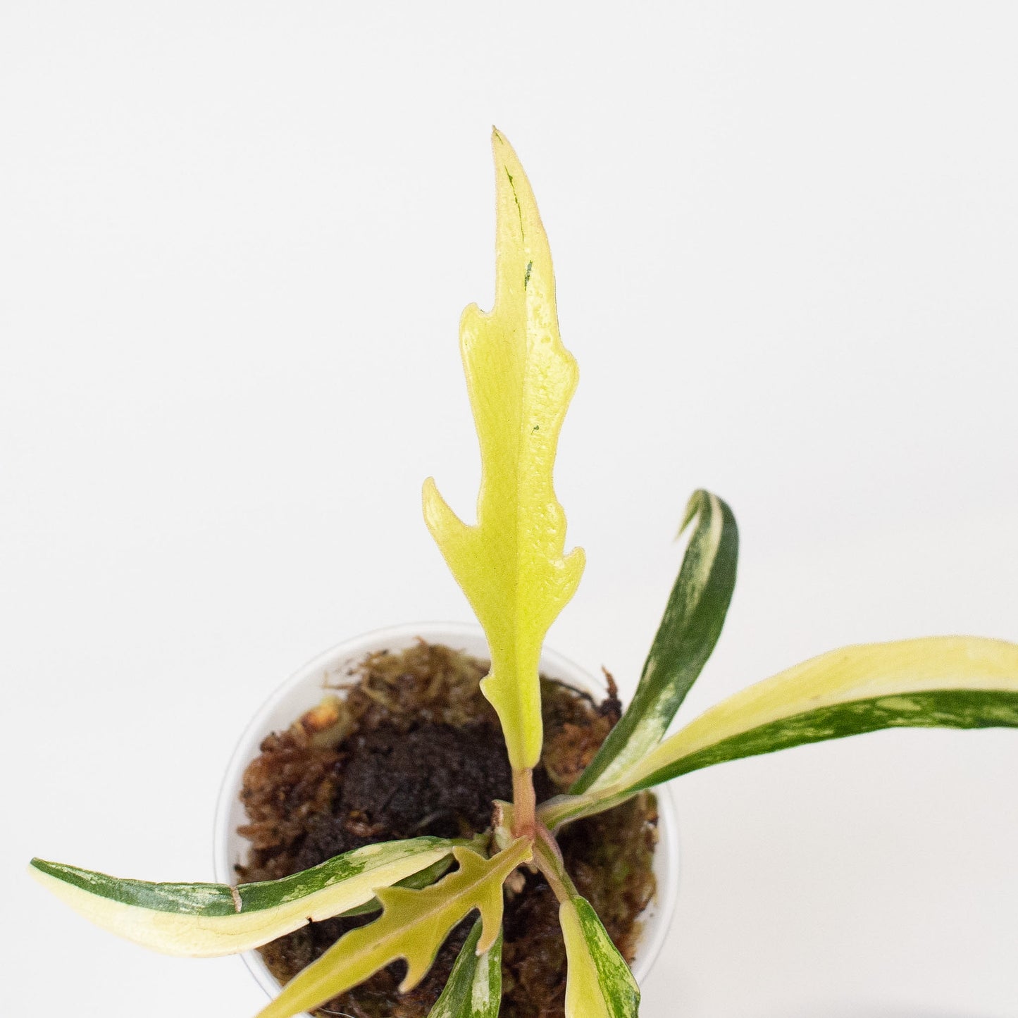 Philodendron Tortum Aurea Variegated (2808)