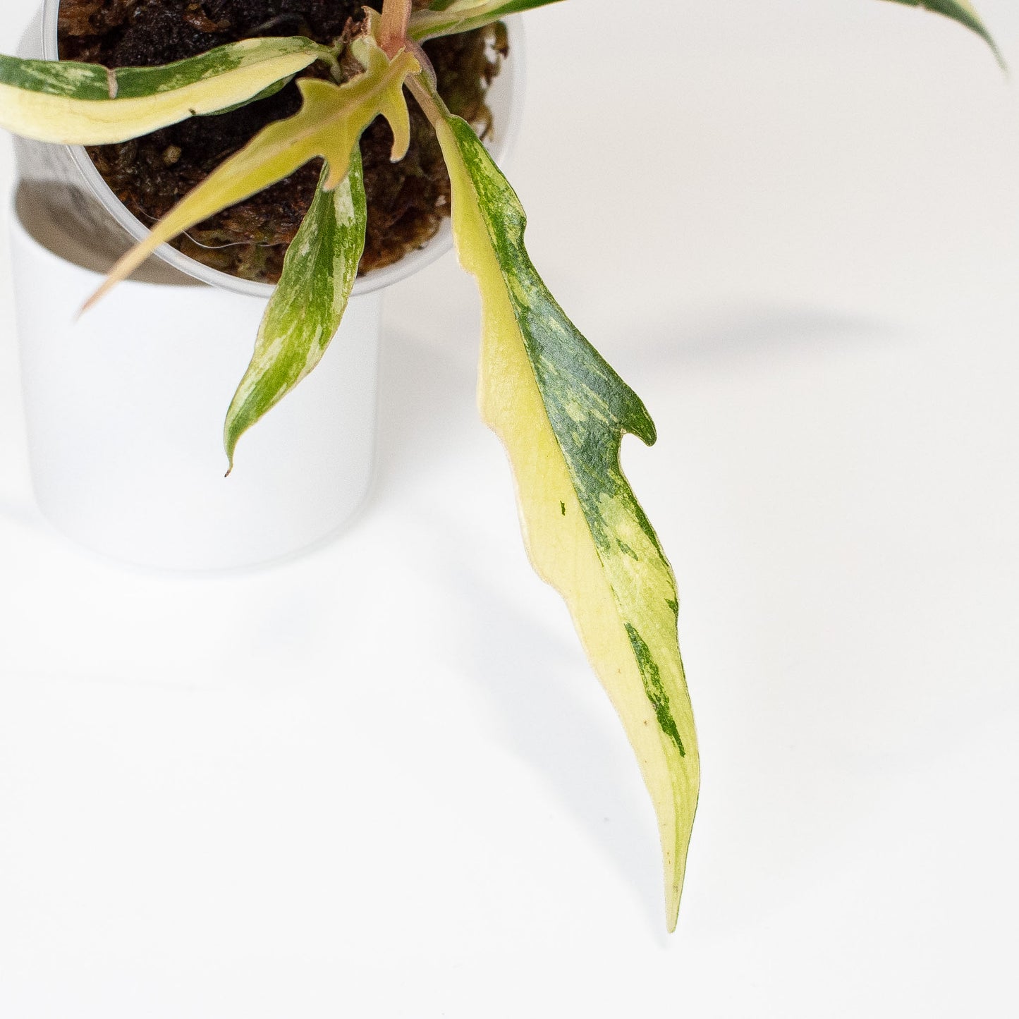 Philodendron Tortum Aurea Variegated (2808)
