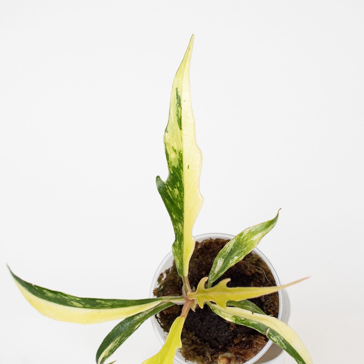 Philodendron Tortum Aurea Variegated (2808)