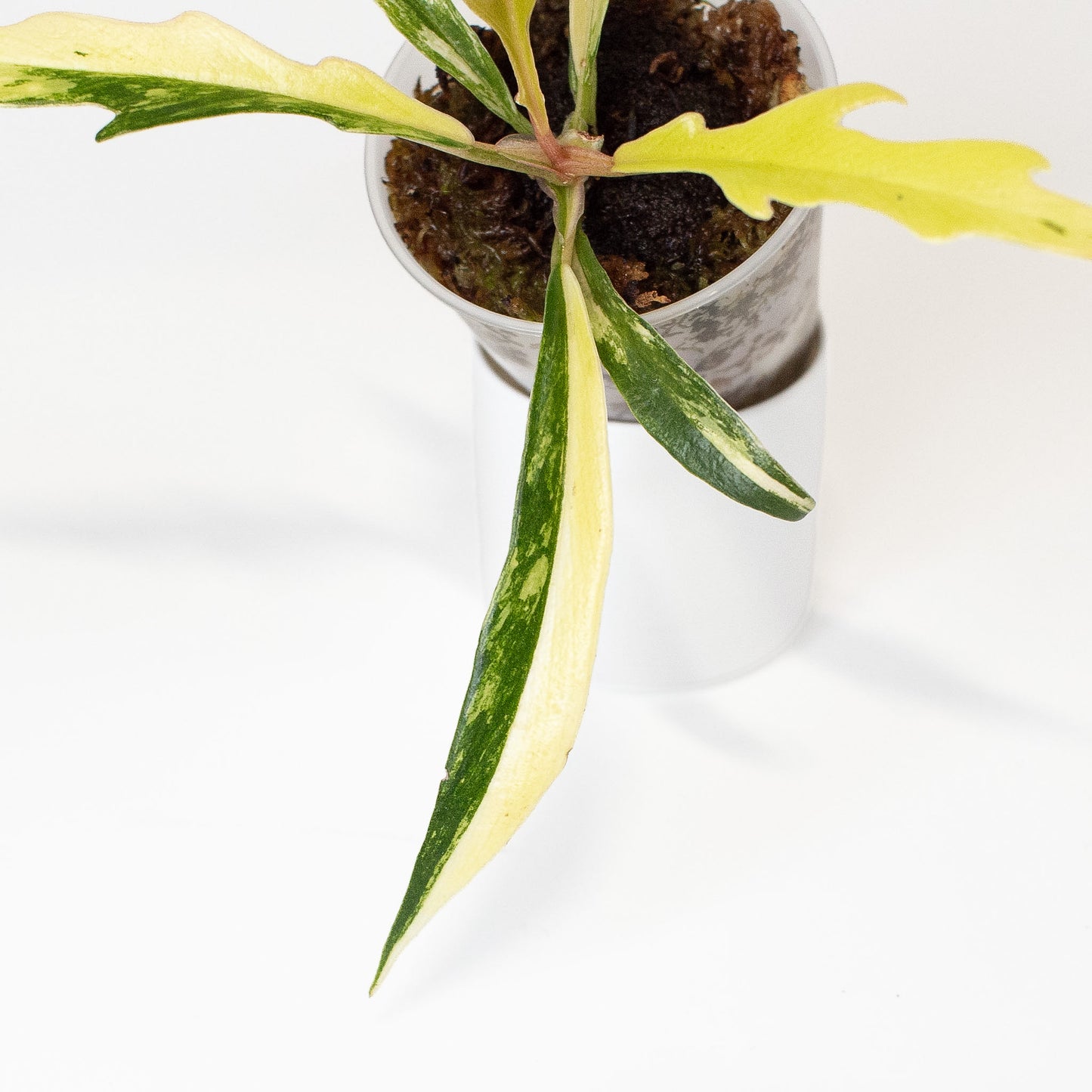Philodendron Tortum Aurea Variegated (2808)