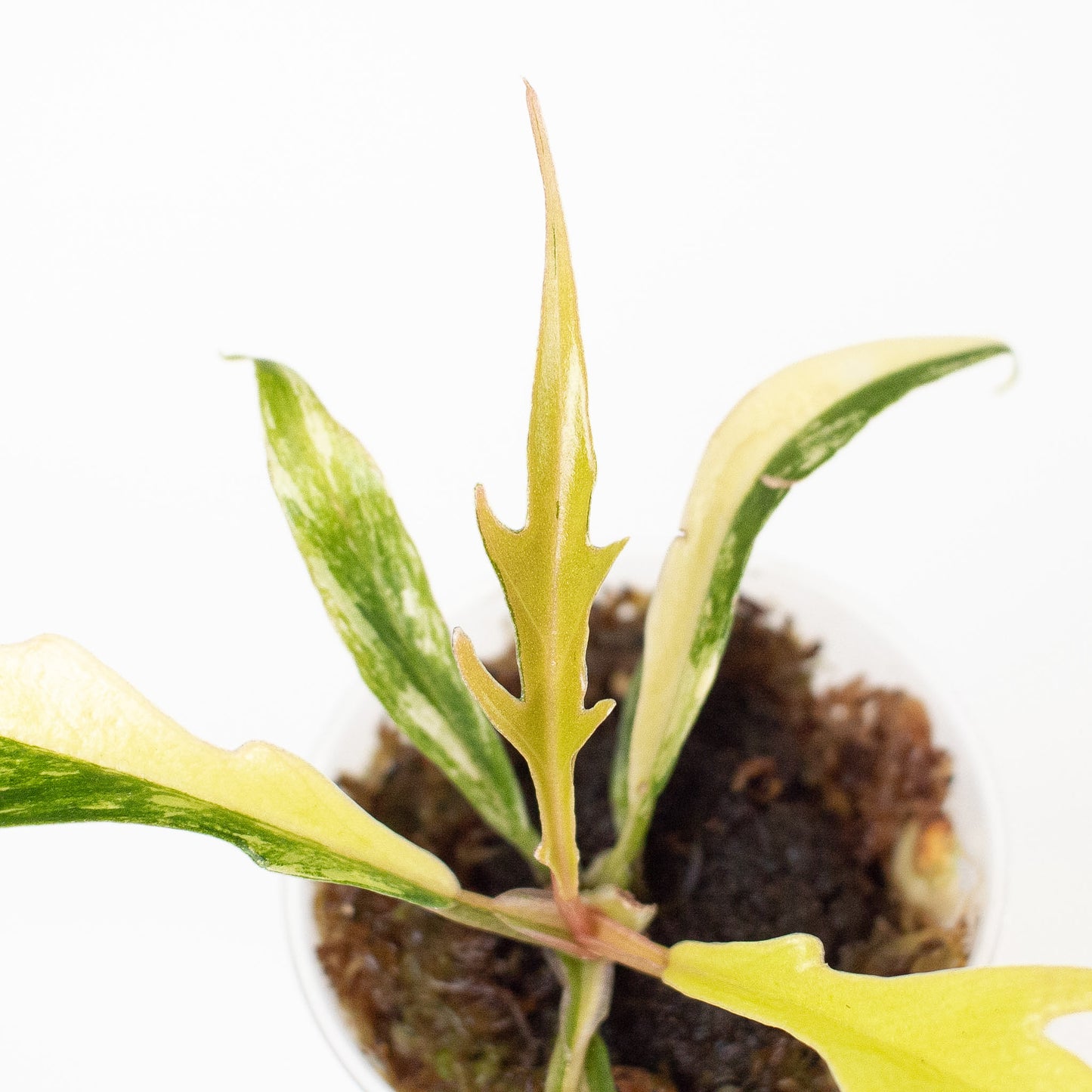 Philodendron Tortum Aurea Variegated (2808)