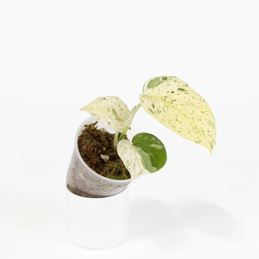 Scindapsus 'Creme Brulee' (2809)