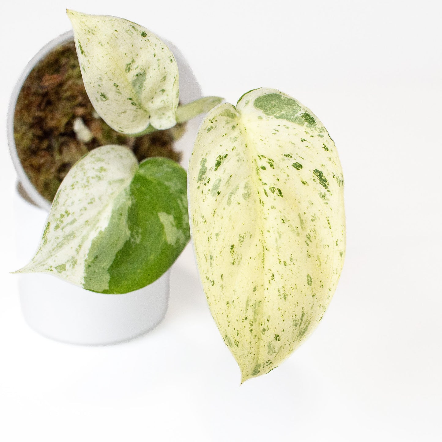 Scindapsus 'Creme Brulee' (2809)