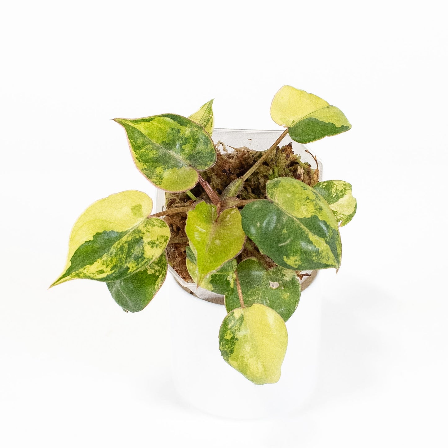 Philodendron 'Billietiae' Variegated (2810)