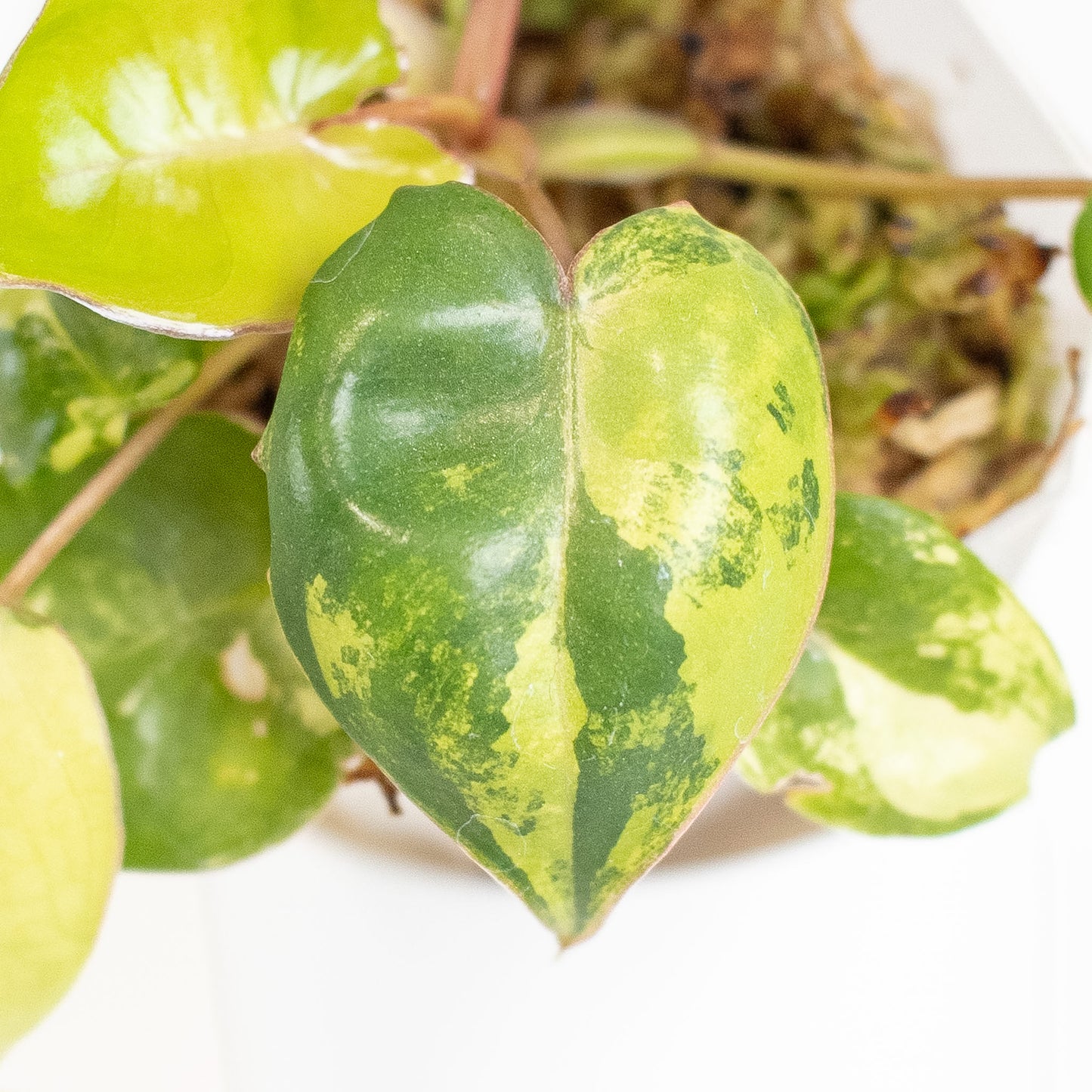 Philodendron 'Billietiae' Variegated (2810)