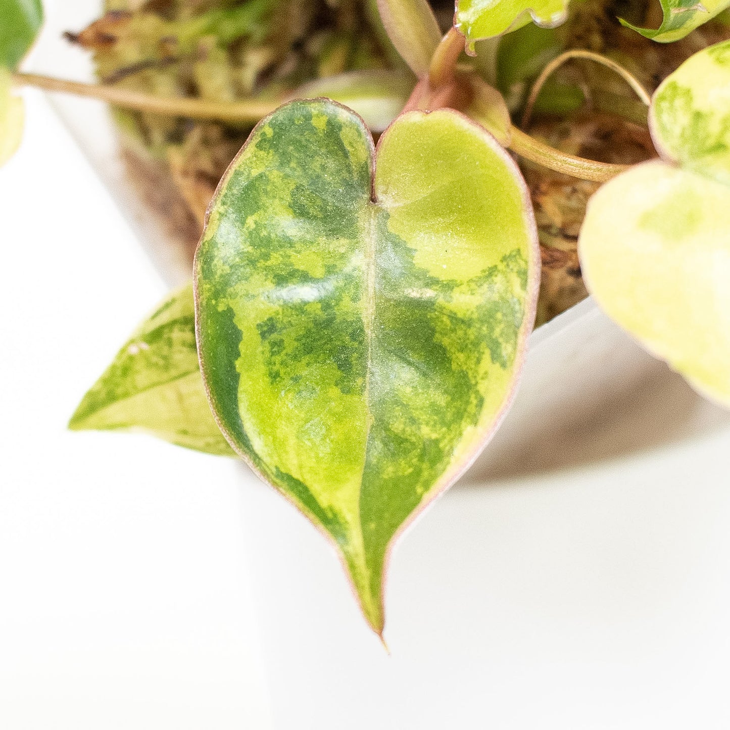 Philodendron 'Billietiae' Variegated (2810)