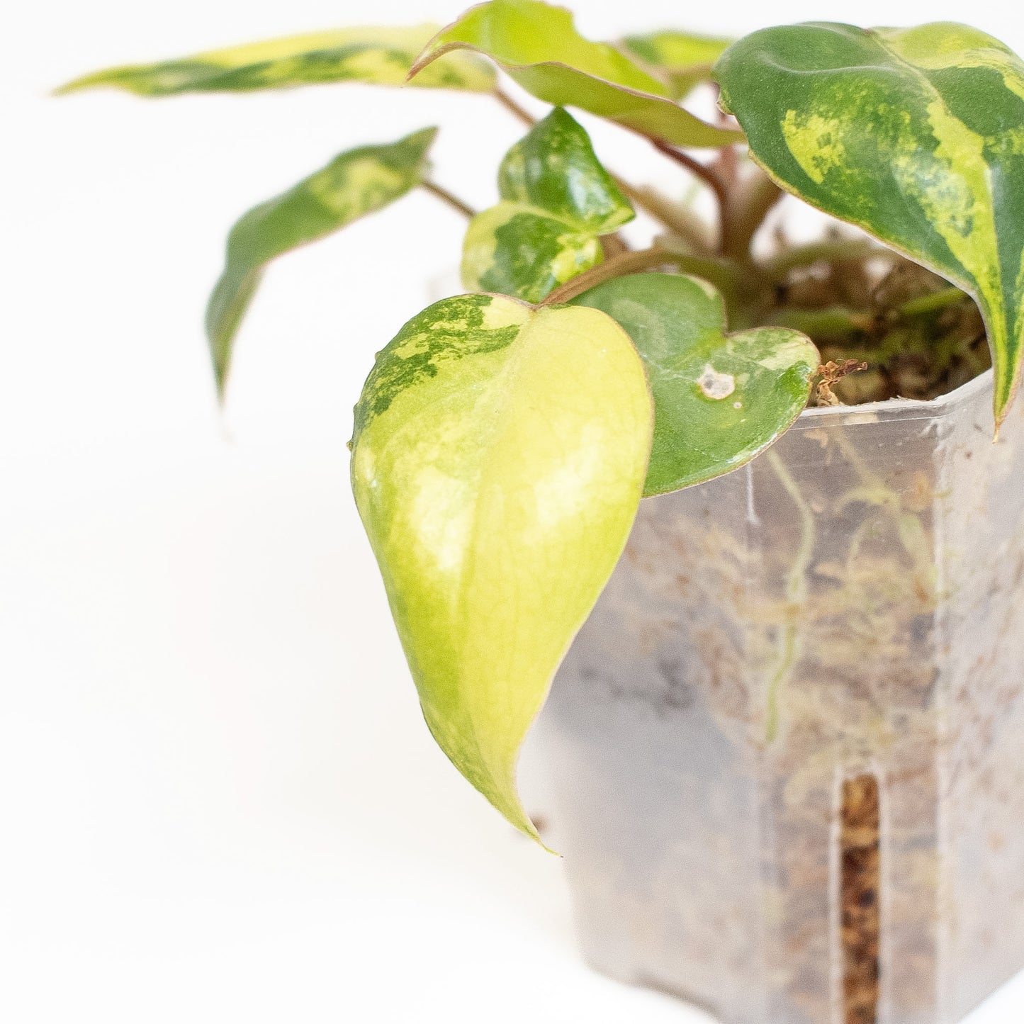 Philodendron 'Billietiae' Variegated (2810)