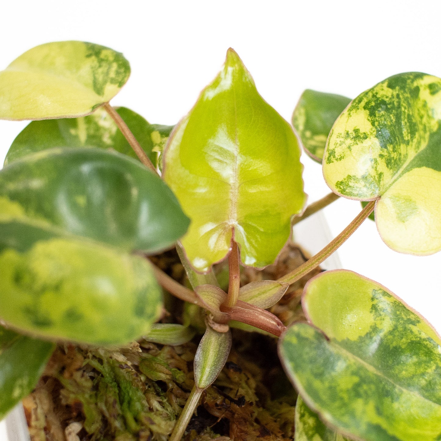 Philodendron 'Billietiae' Variegated (2810)