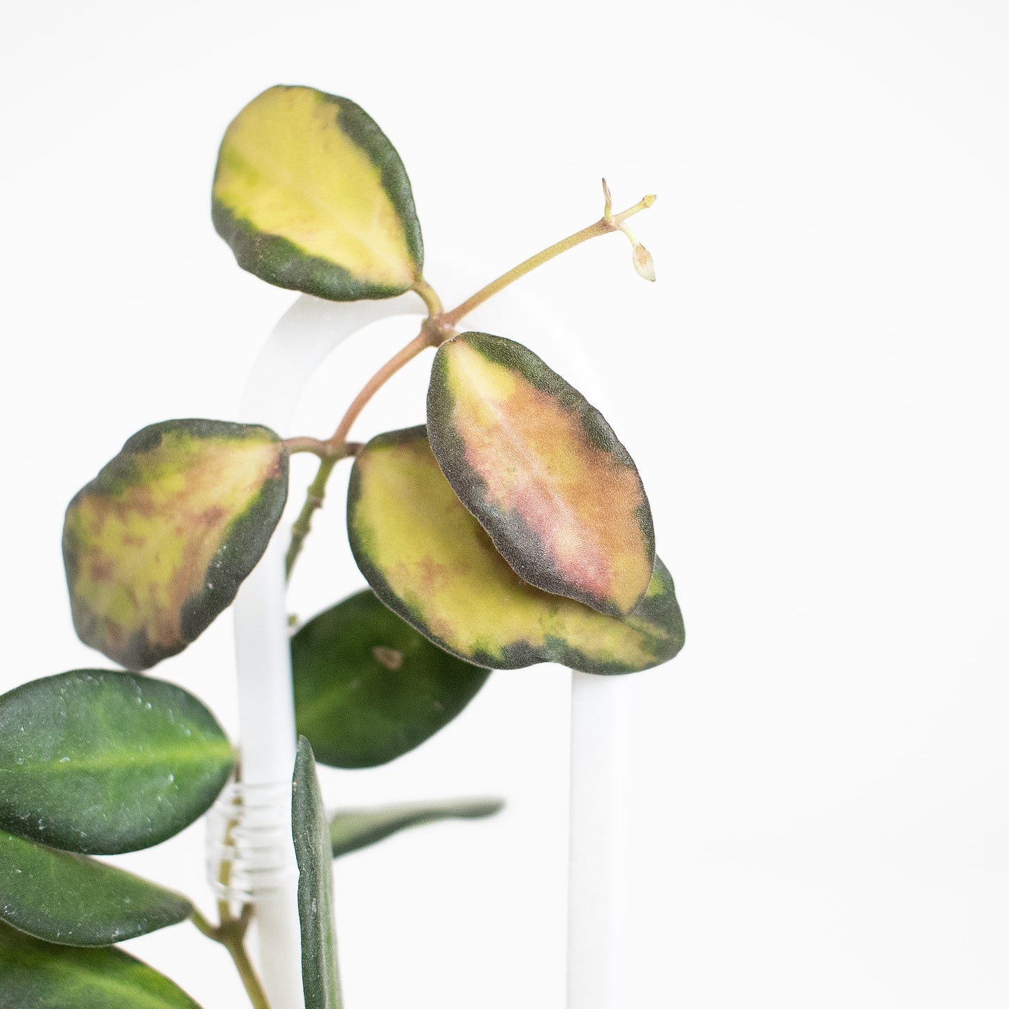 Hoya 'Burtoniae' Variegated (2811)
