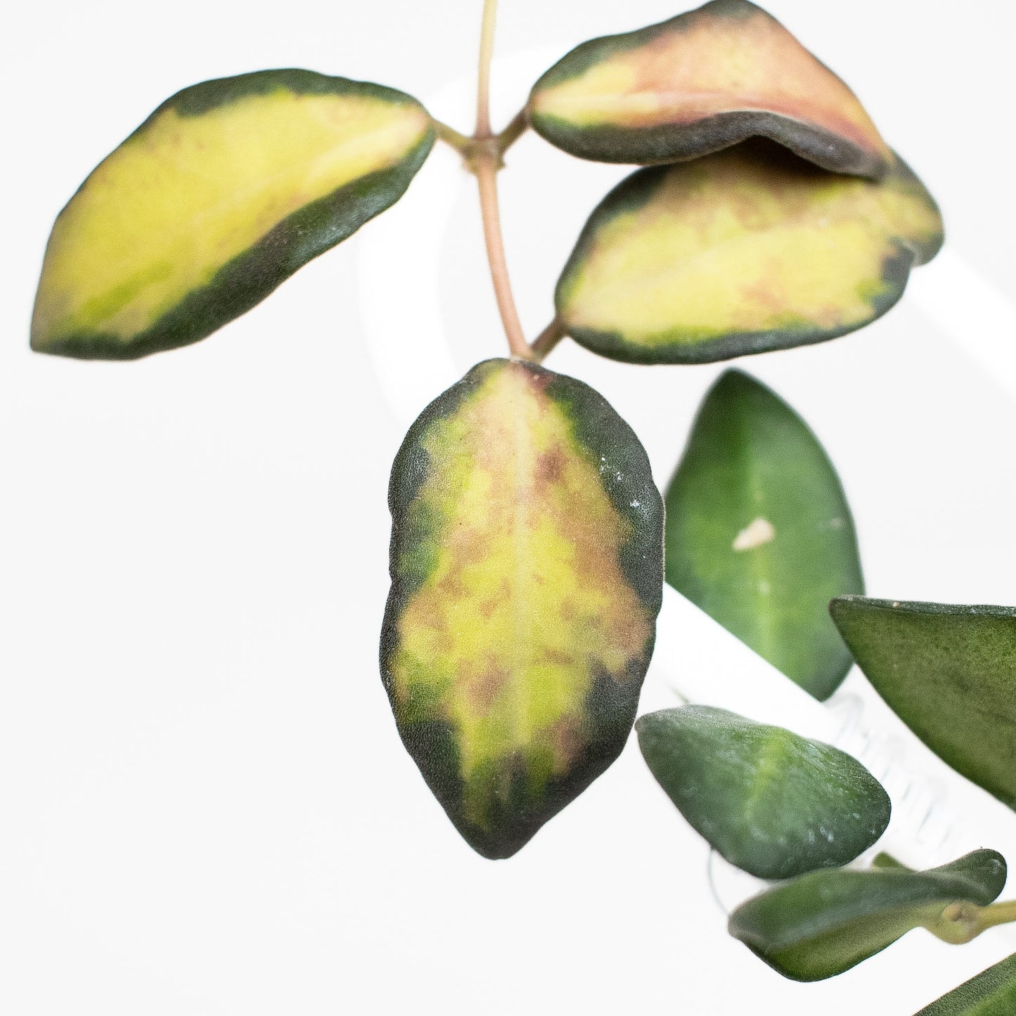 Hoya 'Burtoniae' Variegated (2811)