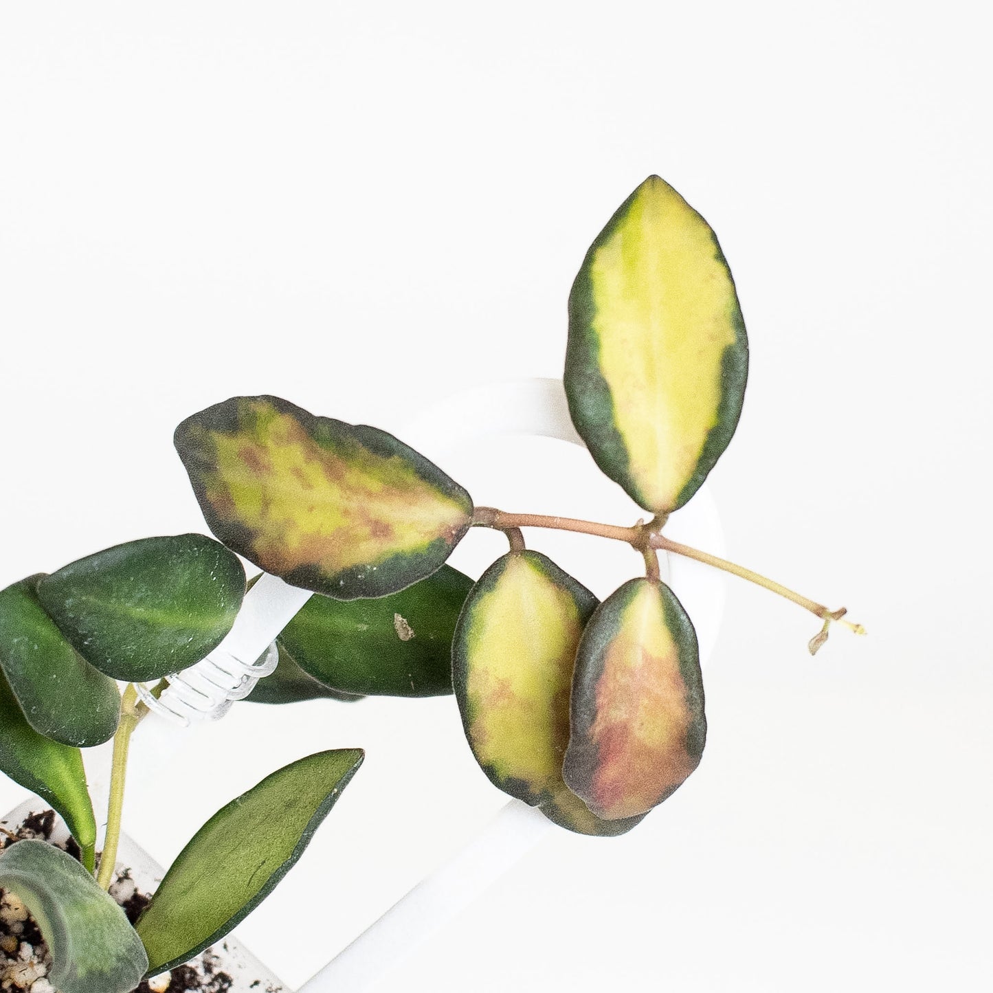 Hoya 'Burtoniae' Variegated (2811)
