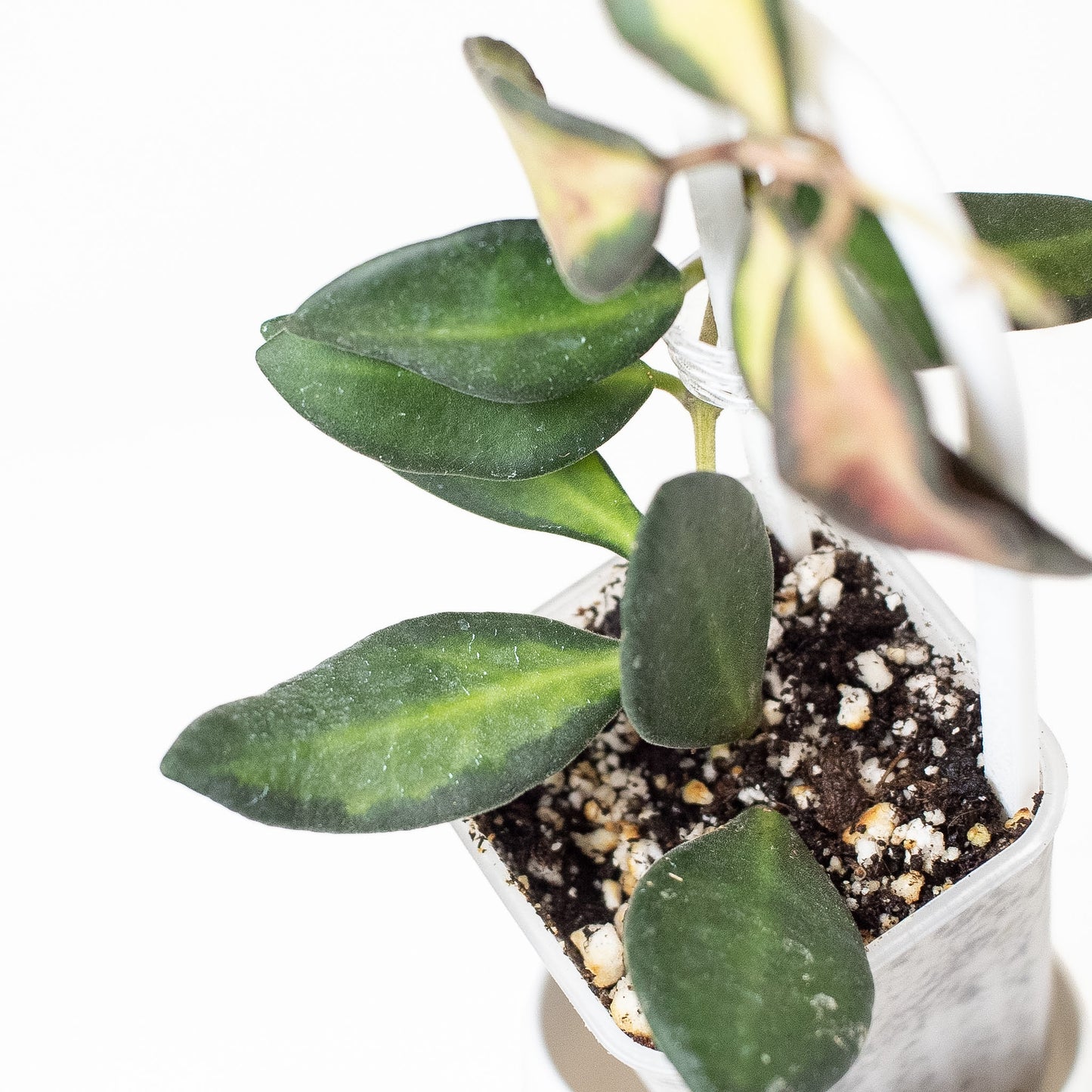 Hoya 'Burtoniae' Variegated (2811)