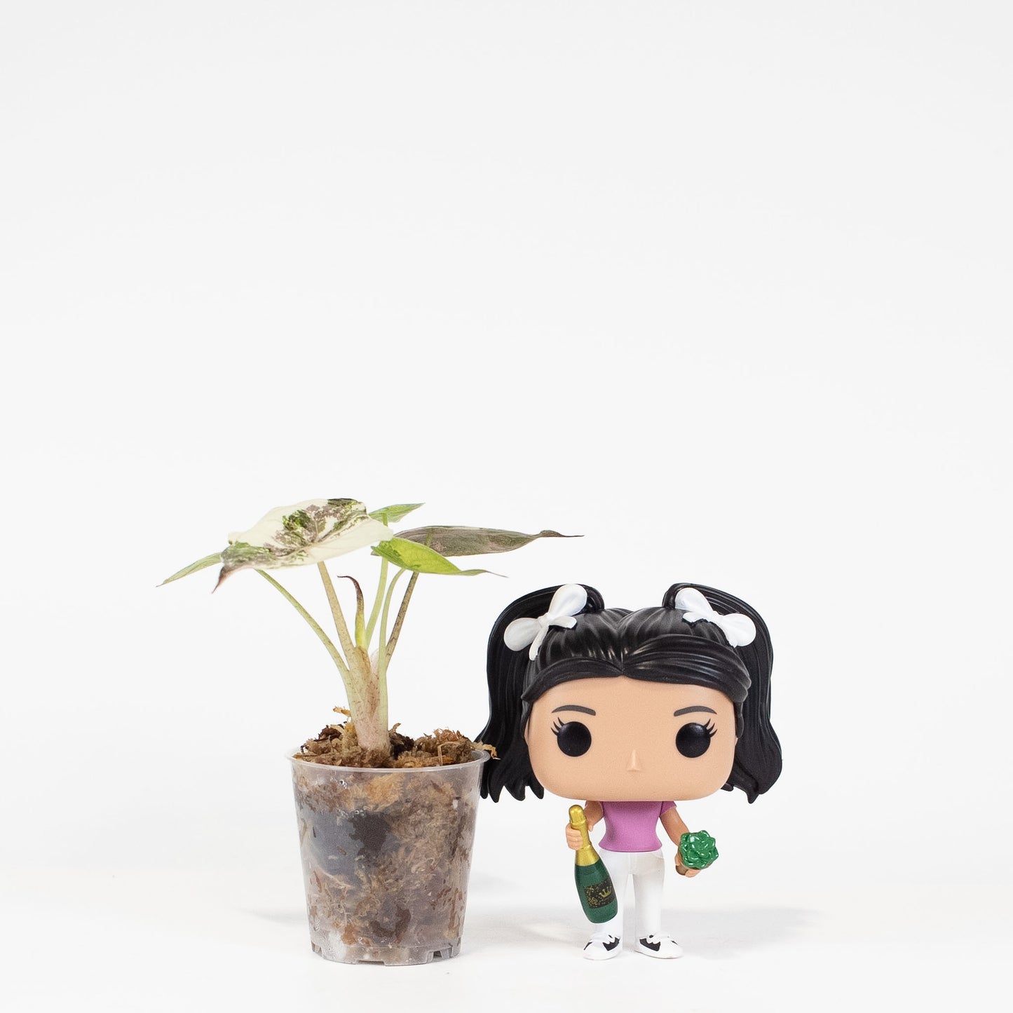 Alocasia Wentii Albo/Pink Variegated (2812)