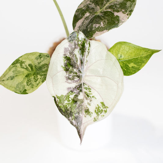 Alocasia Wentii Albo/Pink Variegated (2812)